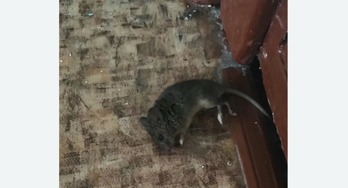 Дезинфекция от мышей в Ярославле