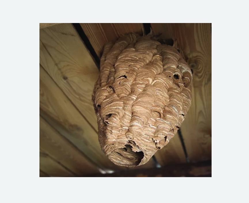 обработка от шершней в Ярославле