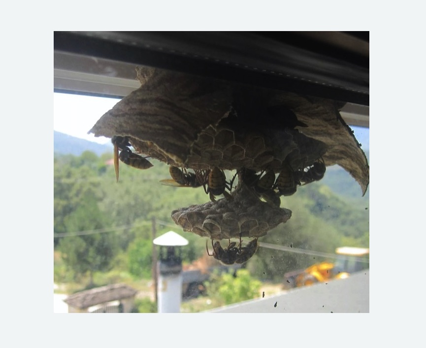 Уничтожение гнёзд шершней в Ярославле