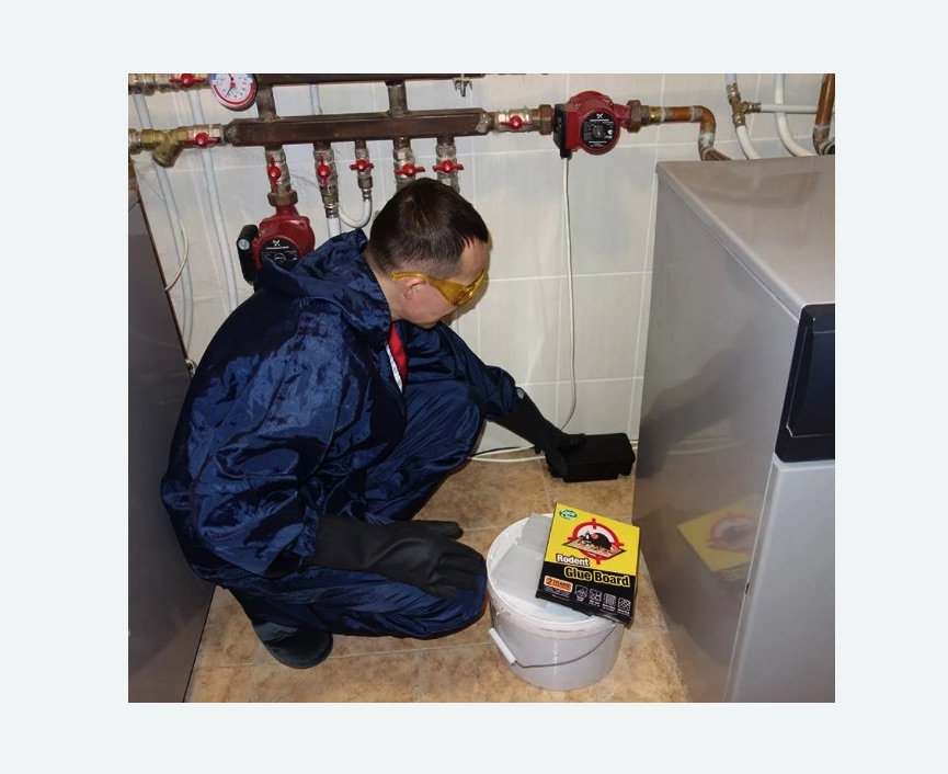 Уничтожение крыс в Ярославле