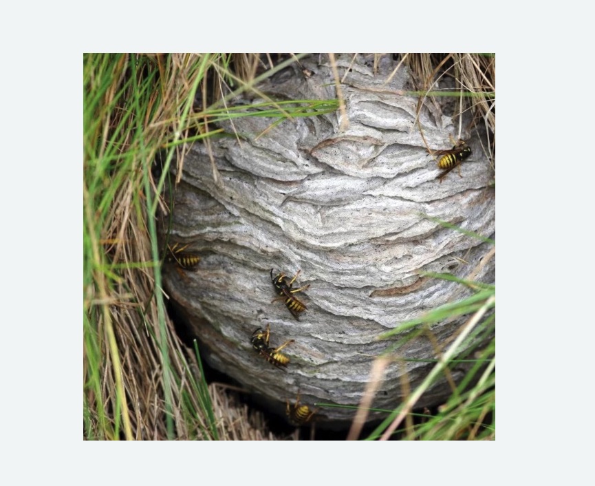 Уничтожение ос и ульев в Ярославле